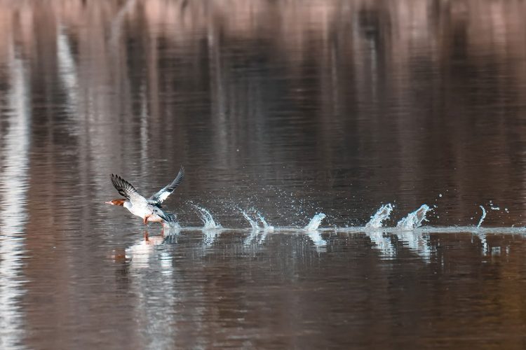 Female Common Merganser