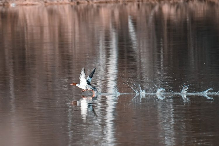 Female Common Merganser