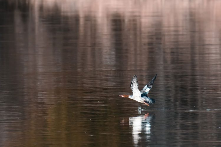 Female Common Merganser