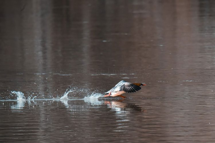 Female Common Merganser