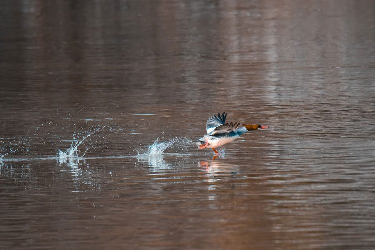 Female Common Merganser