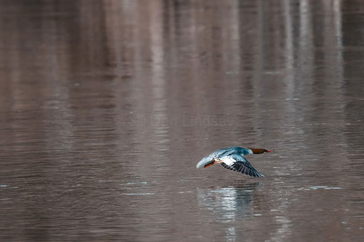 Female Common Merganser