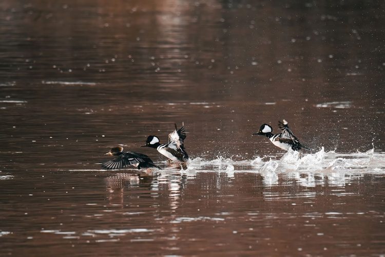 Hooded Mergansers - female in the lead