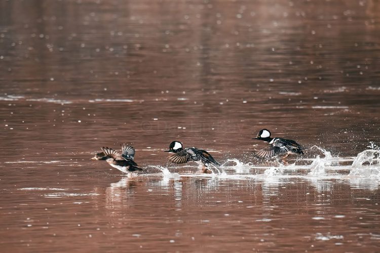 Hooded Mergansers - female in the lead