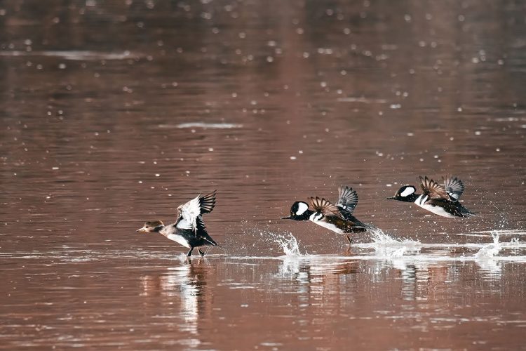 Hooded Mergansers - female in the lead
