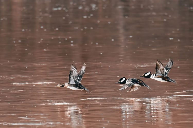 Hooded Mergansers - female in the lead
