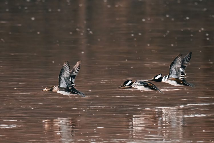 Hooded Mergansers - female in the lead