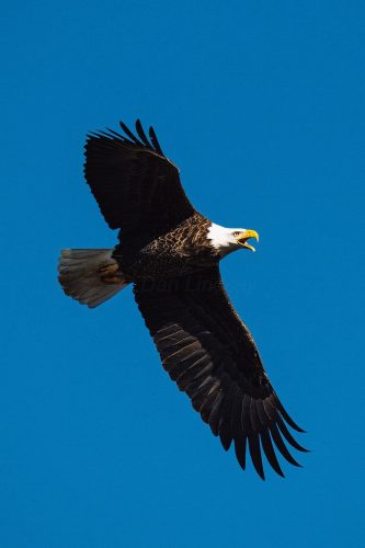 Great Balk Eagle