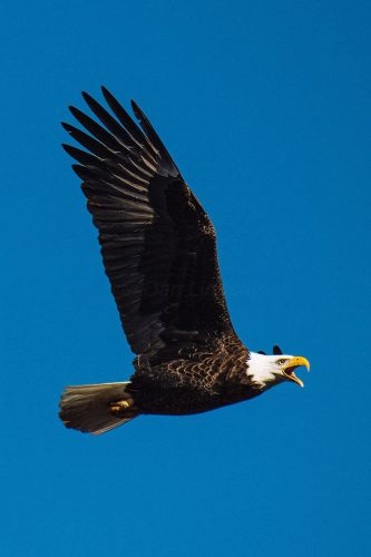Great Balk Eagle