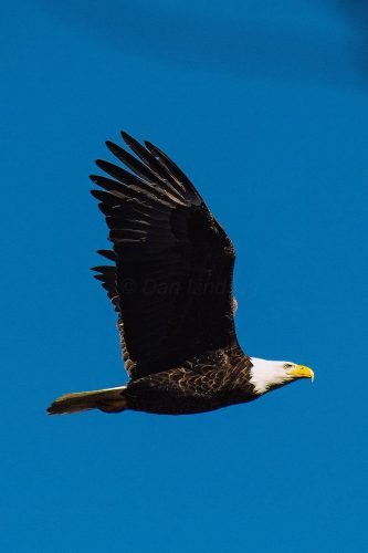 Great Balk Eagle