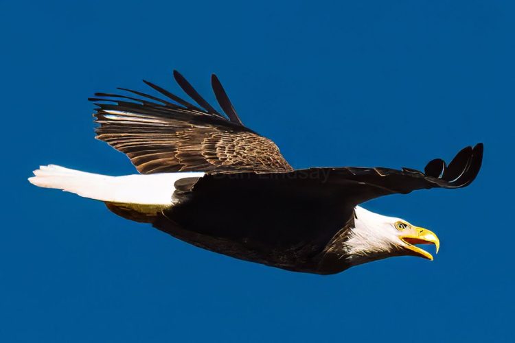 Great Balk Eagle