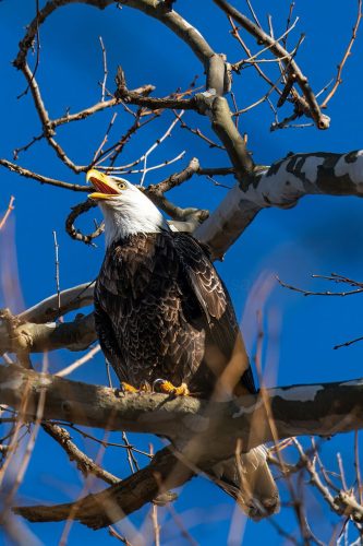 Great Balk Eagle