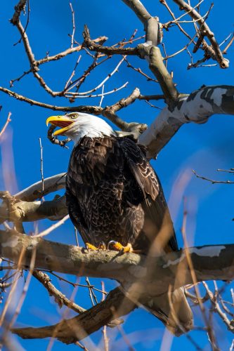 Great Balk Eagle