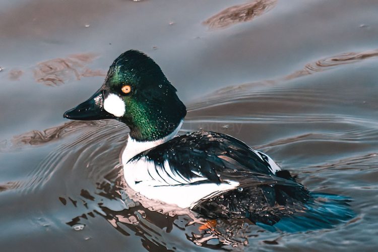 Male Goldeneye Duck