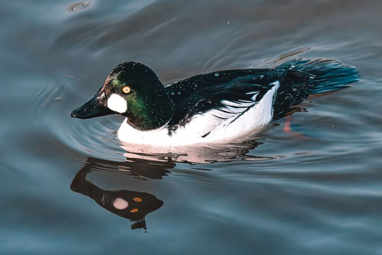 Male Goldeneye Duck