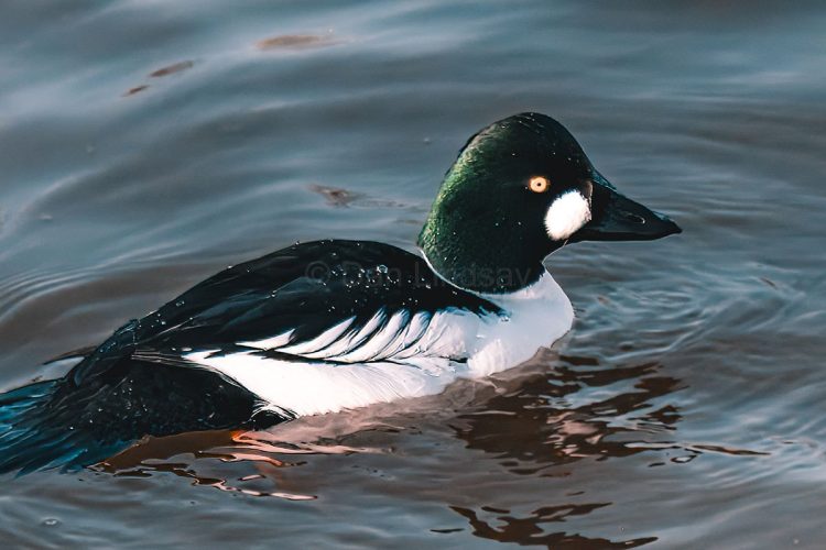 Male Goldeneye Duck