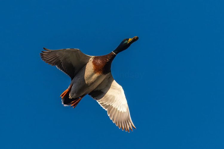 Male Mallard Duck