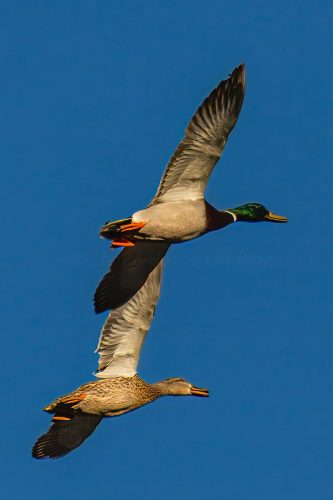 Male & Female Mallard Ducks