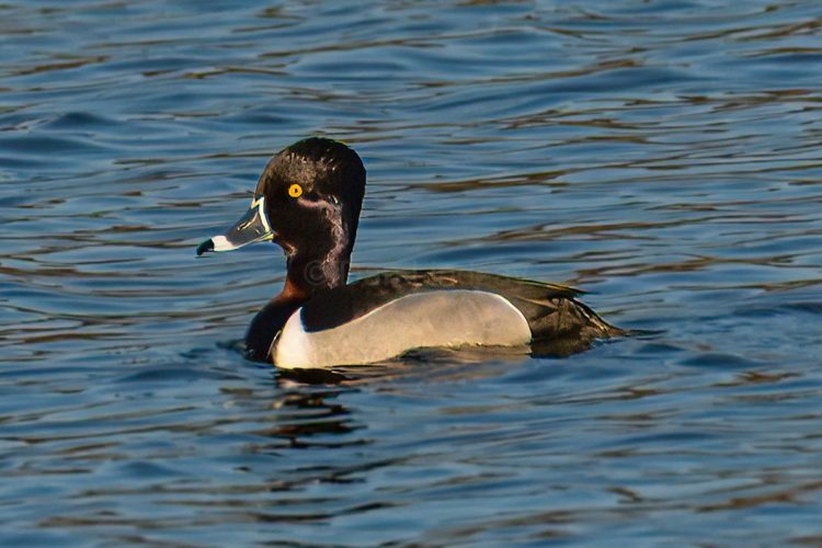 Ring-necked duck