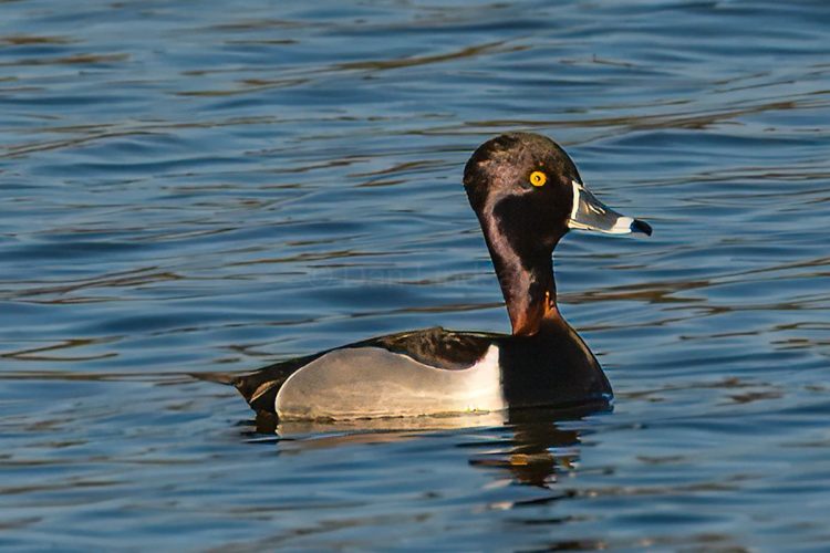 Ring-necked duck
