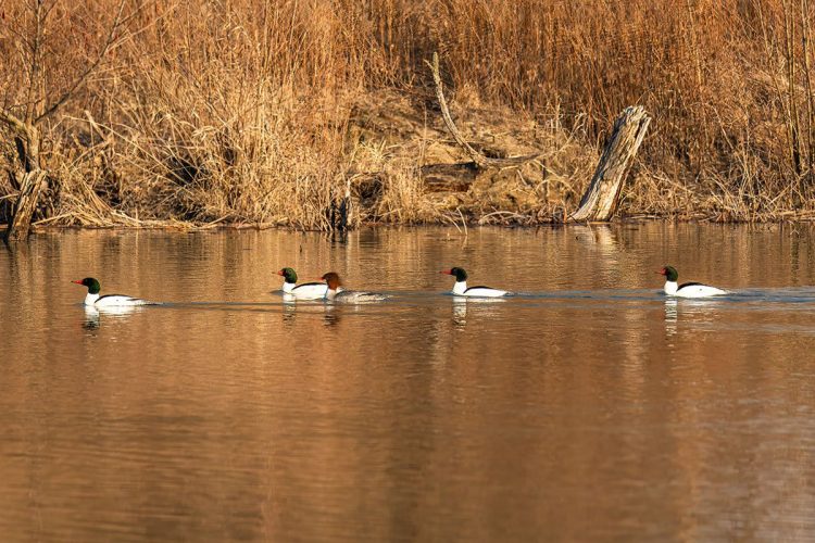 Female and male common mergansers