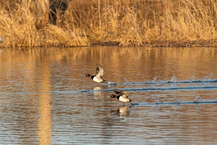 Ring-necked ducks at golden hour