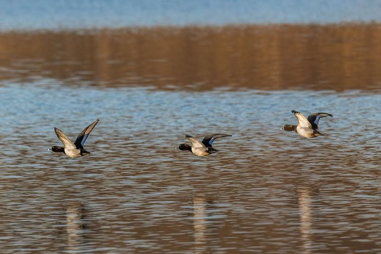 Ring-necked ducks