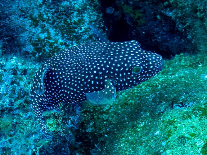 A Black‑Spotted Puffer (Arothron nigropunctatus)** hovers calmly above the reef, its dark body covered in a dense pattern of white spots that provide both camouflage and warning coloration. Common around rocky slopes and coral outcrops in the Galápagos, this species is known for its gentle, inquisitive behavior — often allowing divers to approach closely for detailed portraits like this one. A close‑up underwater image of a Black‑Spotted Pufferfish with a dark blue body covered in small white spots, hovering above greenish‑blue reef substrate in the Galápagos.