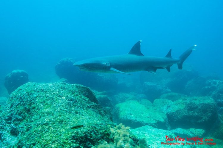 White‑tip reef sharks are well known for their gentle nature and for being one of the most frequently seen sharks in the Galápagos. Their slow, graceful cruising over reefs makes them a favorite encounter for divers exploring the islands’ volcanic underwater landscapes. A white‑tip reef shark swimming calmly above a rocky reef in the Galápagos Islands.