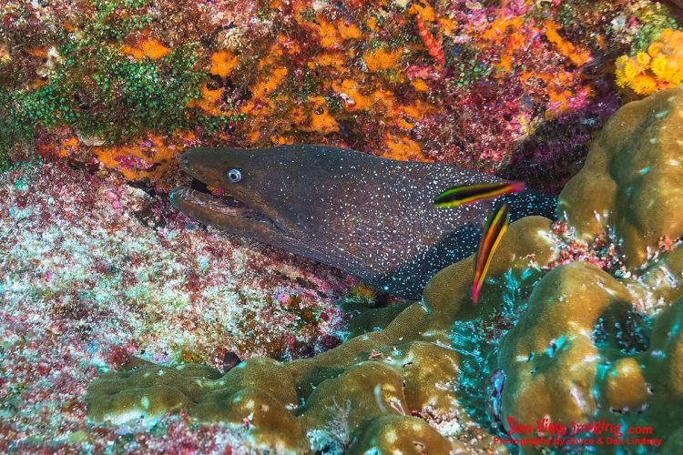 The Fine‑spotted Moray Eel is well known for its distinctive speckled pattern, powerful jaws, and habit of watching from reef crevices. Its striking appearance and bold presence make it one of the most memorable moray species encountered by divers in the Galápagos. A Fine‑spotted Moray Eel showing its speckled skin as it looks out from a rocky reef crevice in the Galápagos Islands.