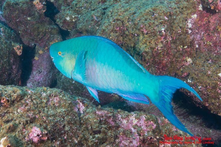 Parrotfish are well known for their beak‑like jaws, which they use to scrape algae from coral, helping keep reefs healthy and vibrant. Their vivid coloration and constant grazing make them one of the most important and recognizable reef fish in the Galápagos and across tropical oceans. A brightly colored parrotfish swimming above a coral reef in the Galápagos Islands.