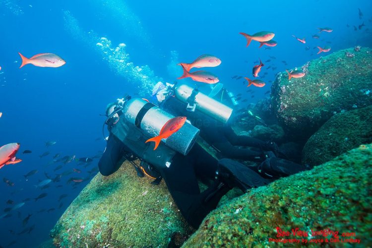 Divers in the Galápagos are well known for lining up along reef ledges at Darwin and Wolf, where massive schools of scalloped hammerhead sharks often pass overhead. Colourful reef fish frequently gather around the divers, creating a vibrant foreground while they wait for the iconic hammerhead schools that make these sites world‑famous. Divers lined up along a reef ledge with colourful fish swimming around them as they wait to view large schools of scalloped hammerhead sharks in the Galápagos Islands.