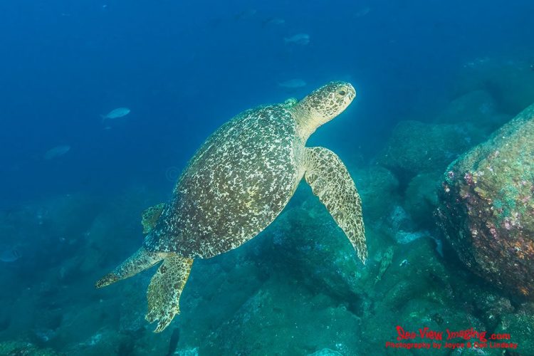 This species is famous for its wide distribution and its role as a flagship animal for marine conservation. In the Galápagos, Green Sea Turtles are especially well known for their approachable nature and their elegant movement through open water. A Green Sea Turtle swimming through clear blue water in the Galápagos Islands.