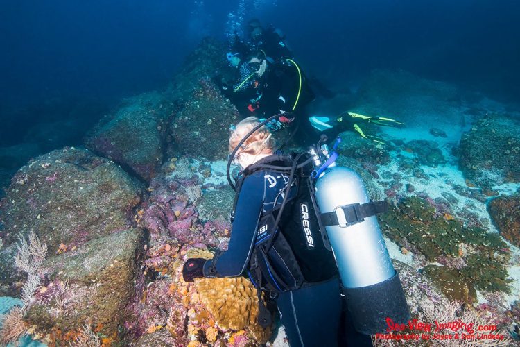 Divers in the Galápagos are well known for lining up along reef ledges at Darwin and Wolf, where massive schools of scalloped hammerhead sharks often pass overhead. These organized viewing positions allow divers to witness one of the most iconic and sought‑after shark spectacles in the world — the synchronized movement of hundreds of hammerheads cruising through midwater. A group of divers lined up along a reef ledge, waiting to view large schools of scalloped hammerhead sharks in the Galápagos Islands.
