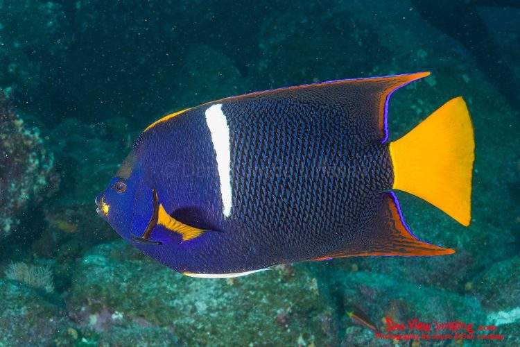 The King Angelfish is well known for its striking orange‑and‑blue coloration and its bold, territorial behavior on Eastern Pacific reefs. Its vivid patterning and confident presence make it one of the most iconic and easily recognized reef fish in the Galápagos. A close‑up view of a brightly colored King Angelfish showing its vivid orange body and electric‑blue fin edges.