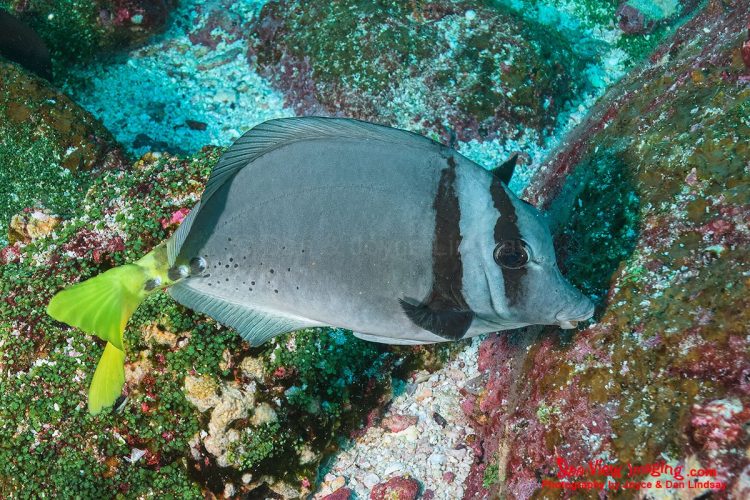 The Razor Surgeonfish is well known for the sharp, scalpel‑like spines near its tail and its distinctive yellow‑tailed, speckled appearance. Seen frequently in large schools on Galápagos reefs, it is one of the most recognizable and characteristic reef fish in the region. A close‑up view of a Razor Surgeonfish showing its yellow tail, fine body spots, and scalpel‑like tail spines.