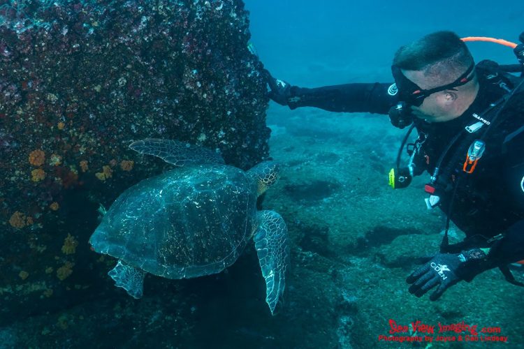 The Green Sea Turtle is well known for its gentle, curious nature and its graceful movement through Galápagos waters. Encounters where a turtle calmly approaches an unsuspecting diver are iconic, highlighting the species’ protected status and the unique trust found in this world‑famous marine sanctuary. A Green Sea Turtle swimming underwater toward an unsuspecting diver in the Galápagos Islands.
