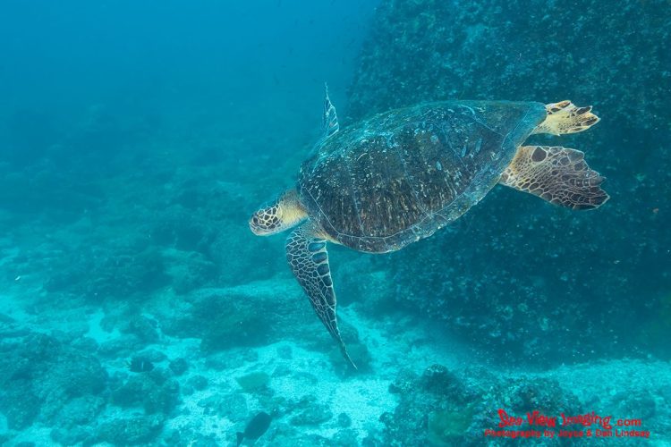 The Green Sea Turtle is well known for its calm, graceful swimming and its importance as a key herbivore on Galápagos reefs. Its gentle movements and iconic silhouette make it one of the most beloved marine animals encountered by divers. A Green Sea Turtle swimming gracefully above a rocky reef in the Galápagos Islands.