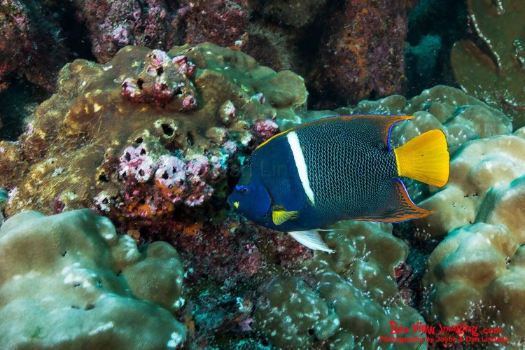 The King Angelfish is well known for its bold orange‑and‑blue coloration and its dominant presence on Eastern Pacific reefs. Its striking pattern makes it one of the most recognizable and frequently photographed reef fish in the Galápagos. A brightly colored King Angelfish swimming above a coral reef in the Galápagos Islands.