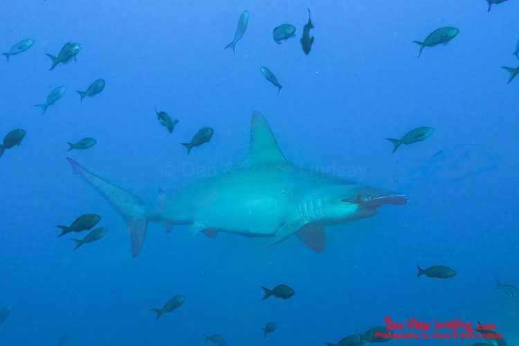 The scalloped hammerhead is well known for its distinctive, scalloped head shape and its calm, cruising behavior over Galápagos reefs. This species is one of the region’s most iconic sharks, often encountered by divers exploring deep volcanic drop‑offs. A scalloped hammerhead shark swimming above a rocky reef in the Galápagos Islands.