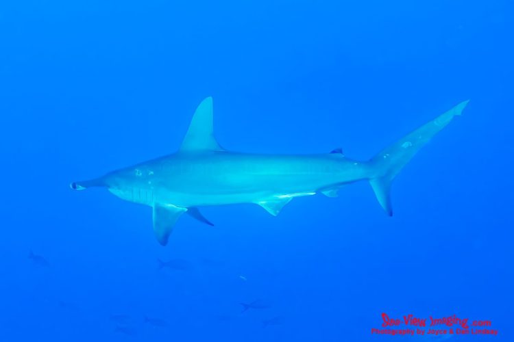 Scalloped hammerheads are well known for forming enormous midwater schools, a behavior rarely seen elsewhere in the world. These dramatic aggregations make the Galápagos one of the planet’s premier destinations for witnessing hammerheads in their natural environment. Scalloped hammerhead shark swimming together in midwater in the Galápagos Islands.