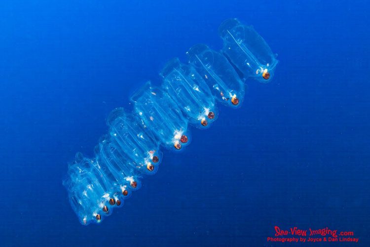 Salps are well known for their gelatinous, barrel‑shaped bodies and their ability to link together into long, drifting chains. As highly efficient filter feeders, they play an important role in ocean ecosystems, rapidly consuming plankton and helping transport carbon to deeper waters. Their delicate, otherworldly appearance makes them a fascinating sight for divers in the Galápagos. A group of transparent, barrel‑shaped salps floating together in the open water.