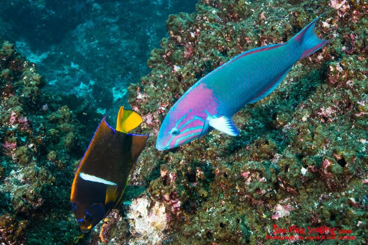 The Sunset Wrasse is well known for its vivid, sunset‑like colors and quick, darting movements across Galápagos reefs, while the King Angelfish is famous for its bold orange‑and‑blue patterning and dominant presence on Eastern Pacific reefs. Together, they showcase the vibrant diversity and striking coloration that make Galápagos reef fish so iconic. A brightly colored Sunset Wrasse swimming beside a King Angelfish above a coral reef in the Galápagos Islands.