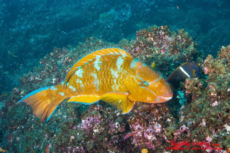 The Blue‑barred Parrotfish is well known for its brilliant coloration and strong beak‑like jaws, which it uses to scrape algae from coral. As an important herbivore, it helps maintain healthy reef ecosystems in the Galápagos, making it a standout species for divers and underwater photographers. A Blue‑barred Parrotfish with vivid blue markings swimming above a coral reef in the Galápagos Islands.