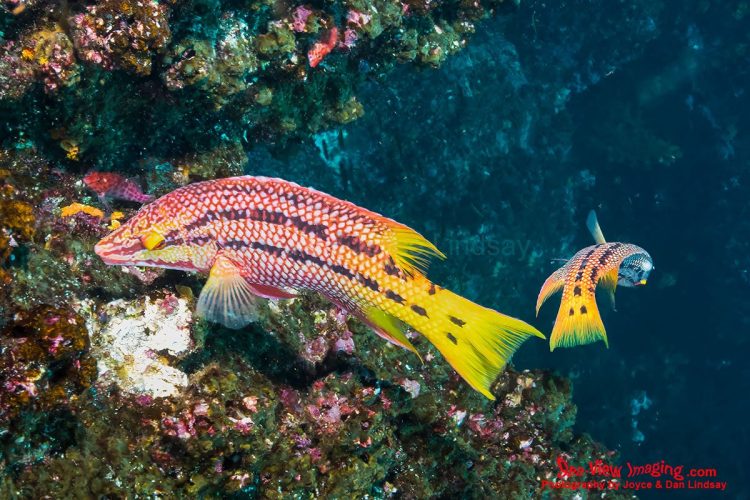 Mexican hogfish are well known for their striking color phases and energetic presence on Galápagos reefs. As members of the wrasse family, they play an important ecological role by feeding on invertebrates that can otherwise overrun the reef. Their bold patterns and constant motion make them a standout species for divers exploring the islands’ vibrant underwater habitats. Two Mexican hogfish swimming together above a coral reef in the Galápagos Islands.