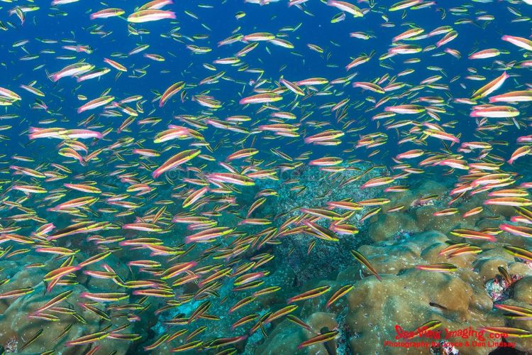 Cortez rainbow wrasse are well known for their vivid colors and fast‑moving schools that sweep across Galápagos reefs in constant motion. Their energetic feeding and cleaning behavior makes them one of the most eye‑catching and ecologically important reef fish in the region. A large school of brightly colored Cortez rainbow wrasse swimming together above a coral reef in the Galápagos Islands.