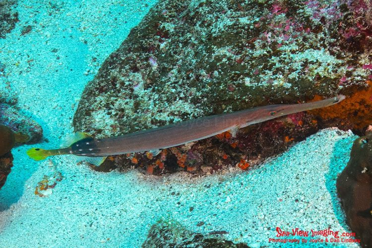 Trumpetfish are well known for their ability to change color and blend into their surroundings, allowing them to stalk prey undetected. Their slender bodies and adaptive camouflage make them a standout species in Galápagos reef ecosystems. A Chinese Trumpetfish swimming horizontally along dark volcanic rock in clear Galápagos water.