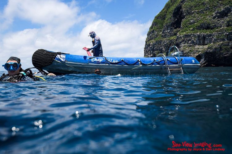 Pangas are well known as the essential dive platforms used to access the remote waters around Darwin Island, one of the most iconic dive sites in the Galápagos. Their presence beside the island’s sheer volcanic cliffs highlights the isolation and adventure of diving in this world‑famous marine sanctuary. A dive platform panga floating beside the cliffs of Darwin Island in the Galápagos Islands