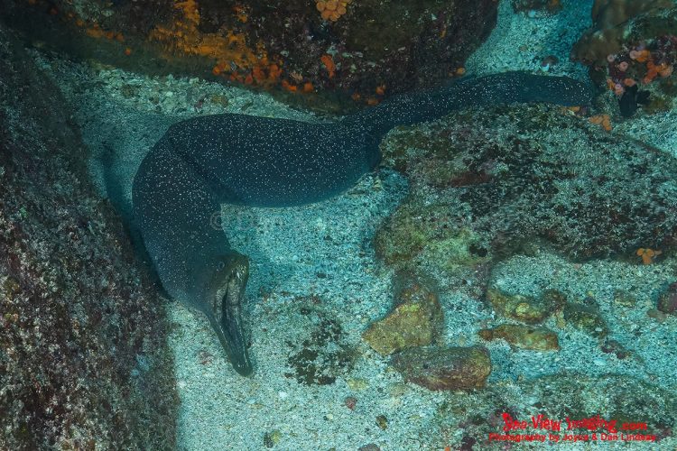 The Fine‑spotted Moray is well known for its speckled pattern and its dramatic open‑mouth posture, which it uses to pump water over its gills rather than to threaten. Its powerful jaws and striking appearance make it one of the most memorable moray species encountered on Galápagos reefs. A Fine‑spotted Moray Eel with its mouth wide open, showing speckled skin and sharp teeth in a rocky Galápagos reef crevice.