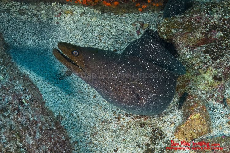 The Fine‑spotted Moray is well known for its distinctive speckled skin and its habit of rhythmically opening and closing its mouth to pump water over its gills. This behavior, often mistaken for aggression, creates the classic moray “portrait” that makes the species so memorable. A close view of a Fine‑spotted Moray Eel showing its speckled skin and open mouth.
